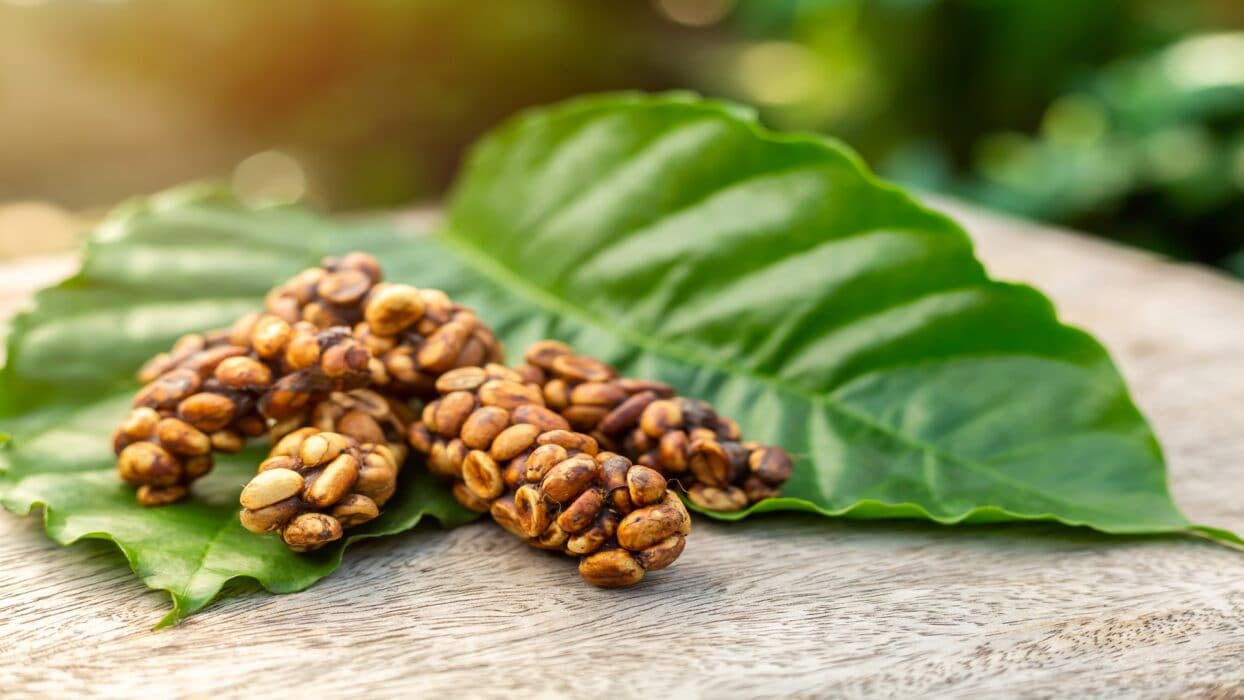 Enzymes in the civet’s digestive system transform coffee beans